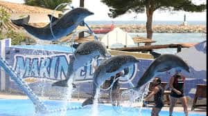 Dolphin Show in Sharm El Sheikh | Family Entertainment by the Red Sea